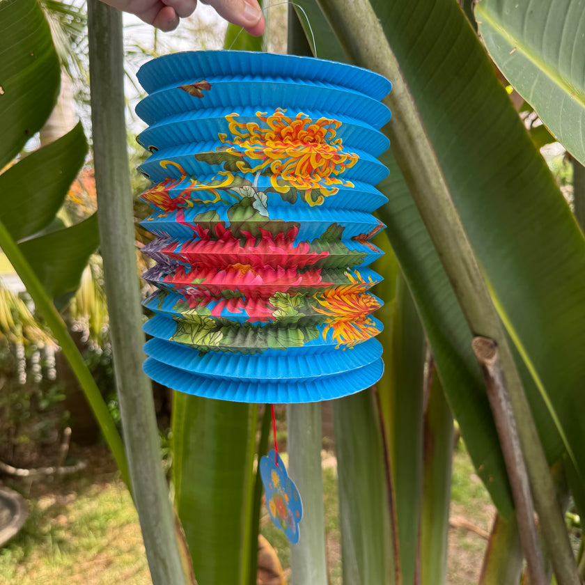 Chrysanthemum lantern