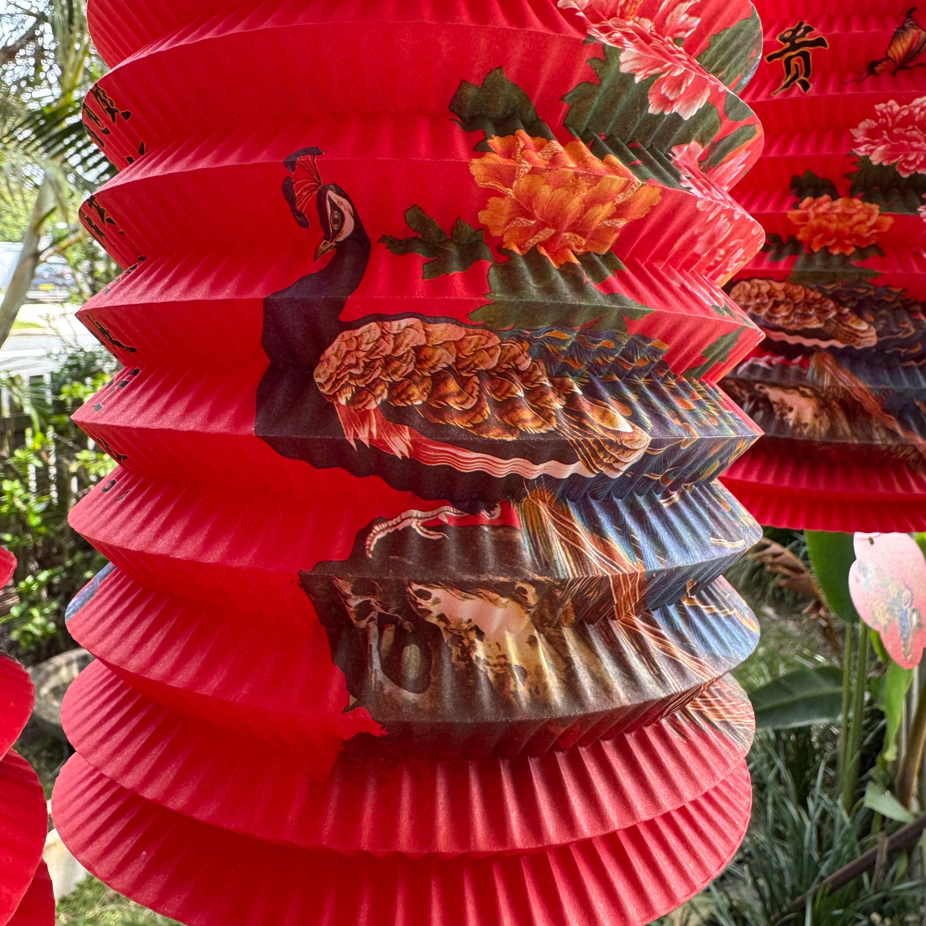Chinese peacock lantern