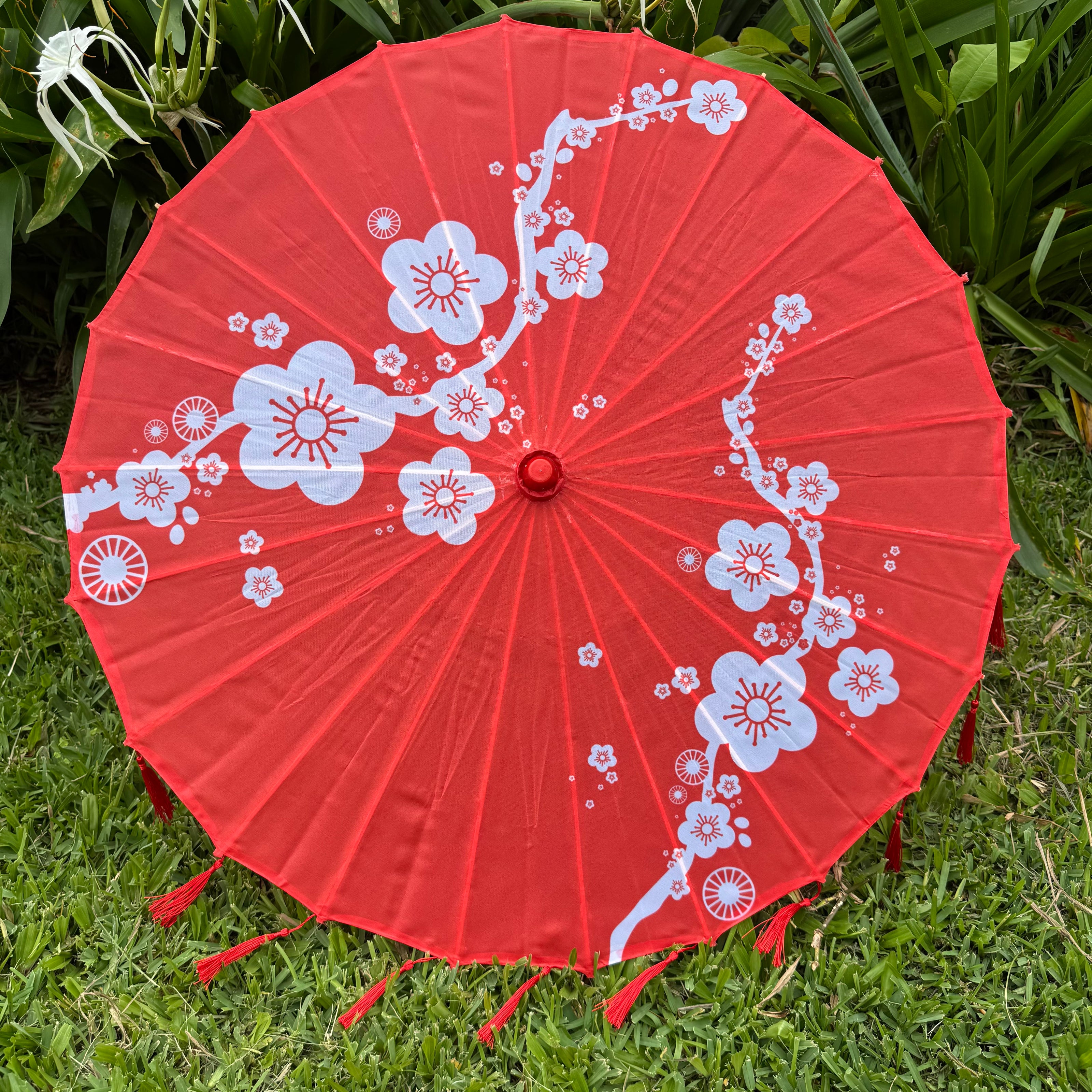 Red parasol cherry blossoms