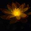 Floating lotus lantern