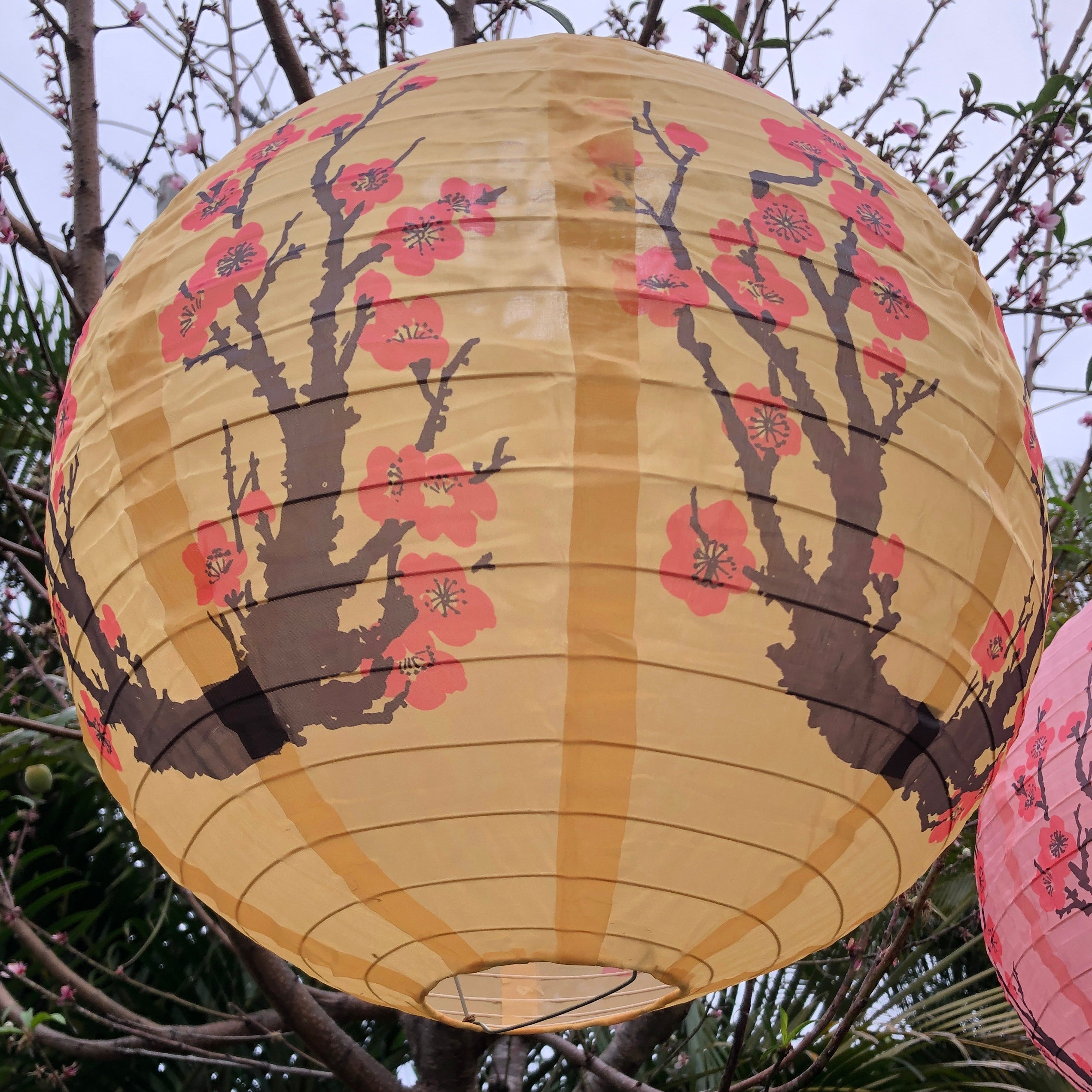 cherry blossom lantern