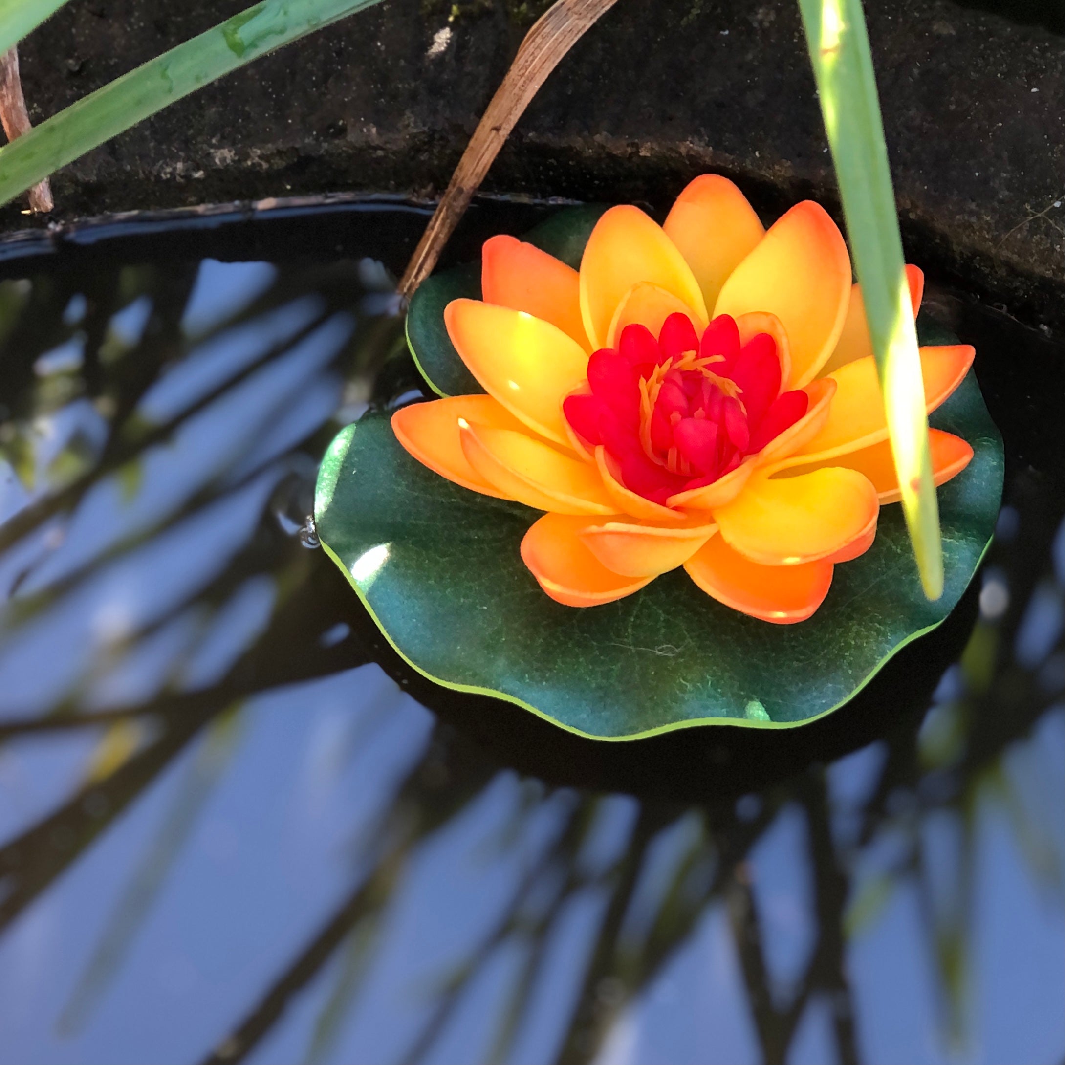 floating lotus