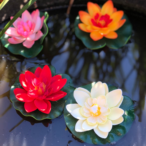 floating lotus