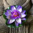 purple lotus flower